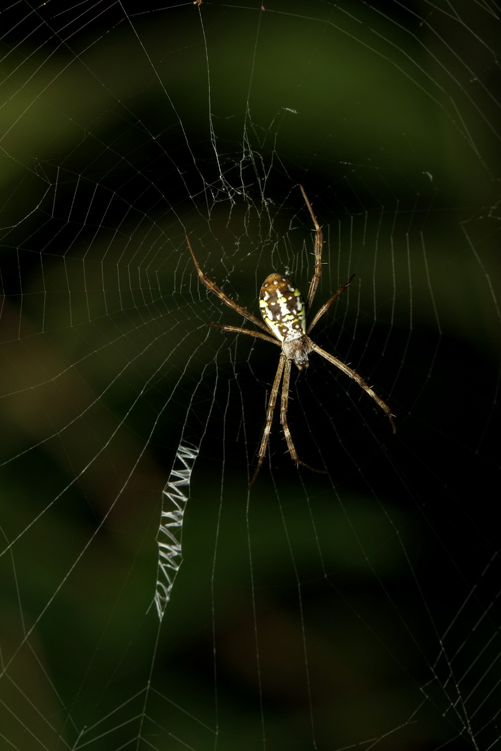 um close up de uma aranha em uma teia