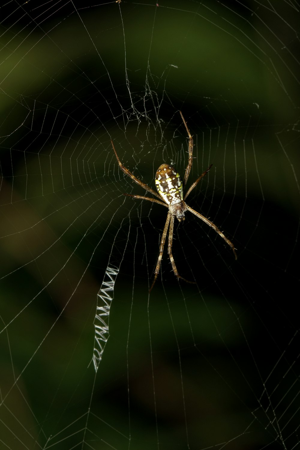 a close up of a spider on a web