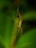 A close-up of a spider perched on its web, with a detailed view showing its legs extended. The image is set against a blurred green background, bringing the spider into sharp focus.