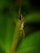 A close-up of a spider perched on its web, with a detailed view showing its legs extended. The image is set against a blurred green background, bringing the spider into sharp focus.