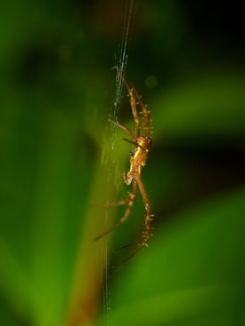A close-up of a spider perched on its web, with a detailed view showing its legs extended. The image is set against a blurred green background, bringing the spider into sharp focus.