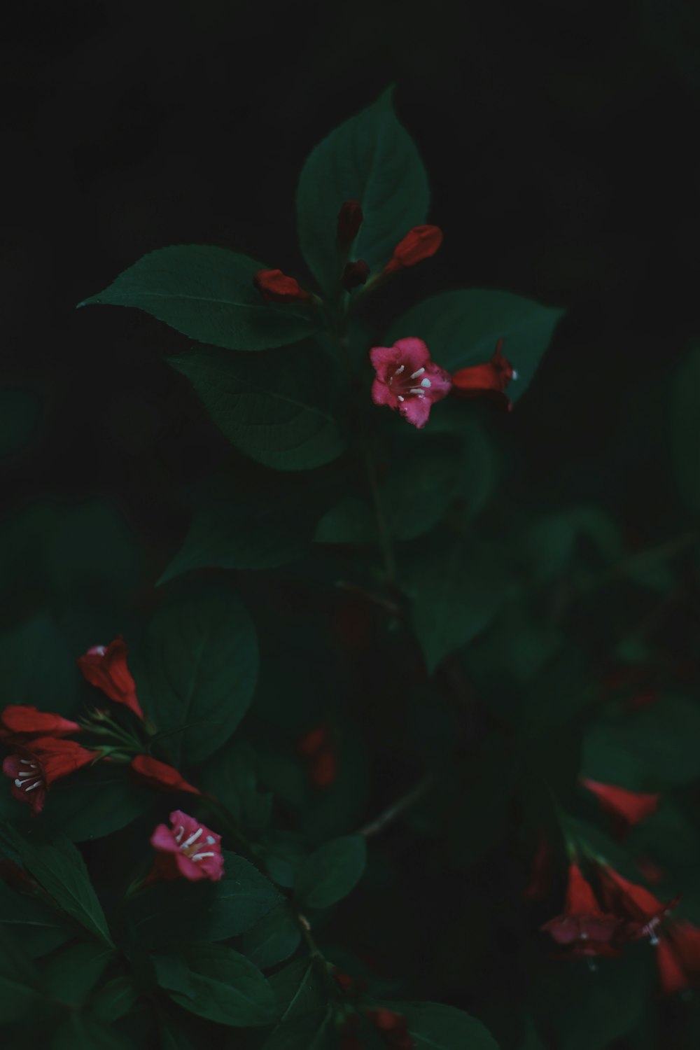 a close up of a red flower with green leaves