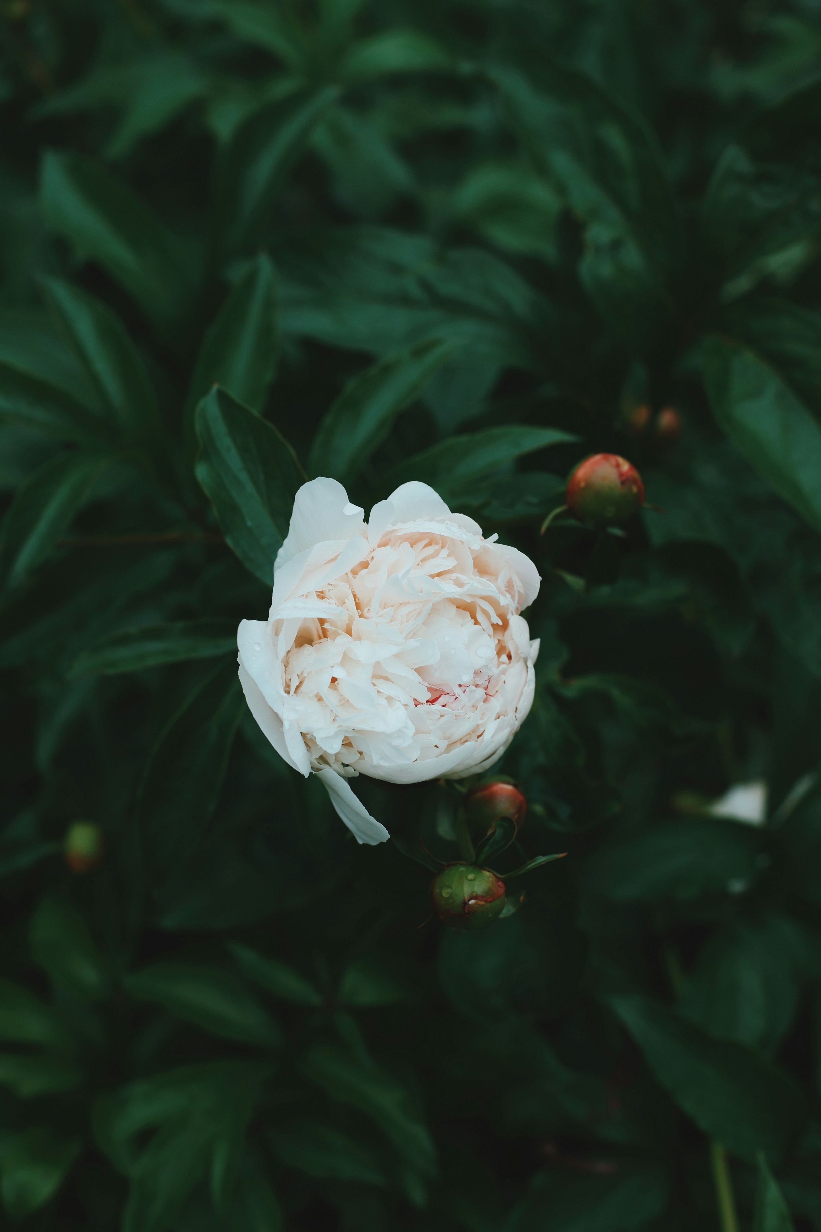 Photo by lapshinakseniia