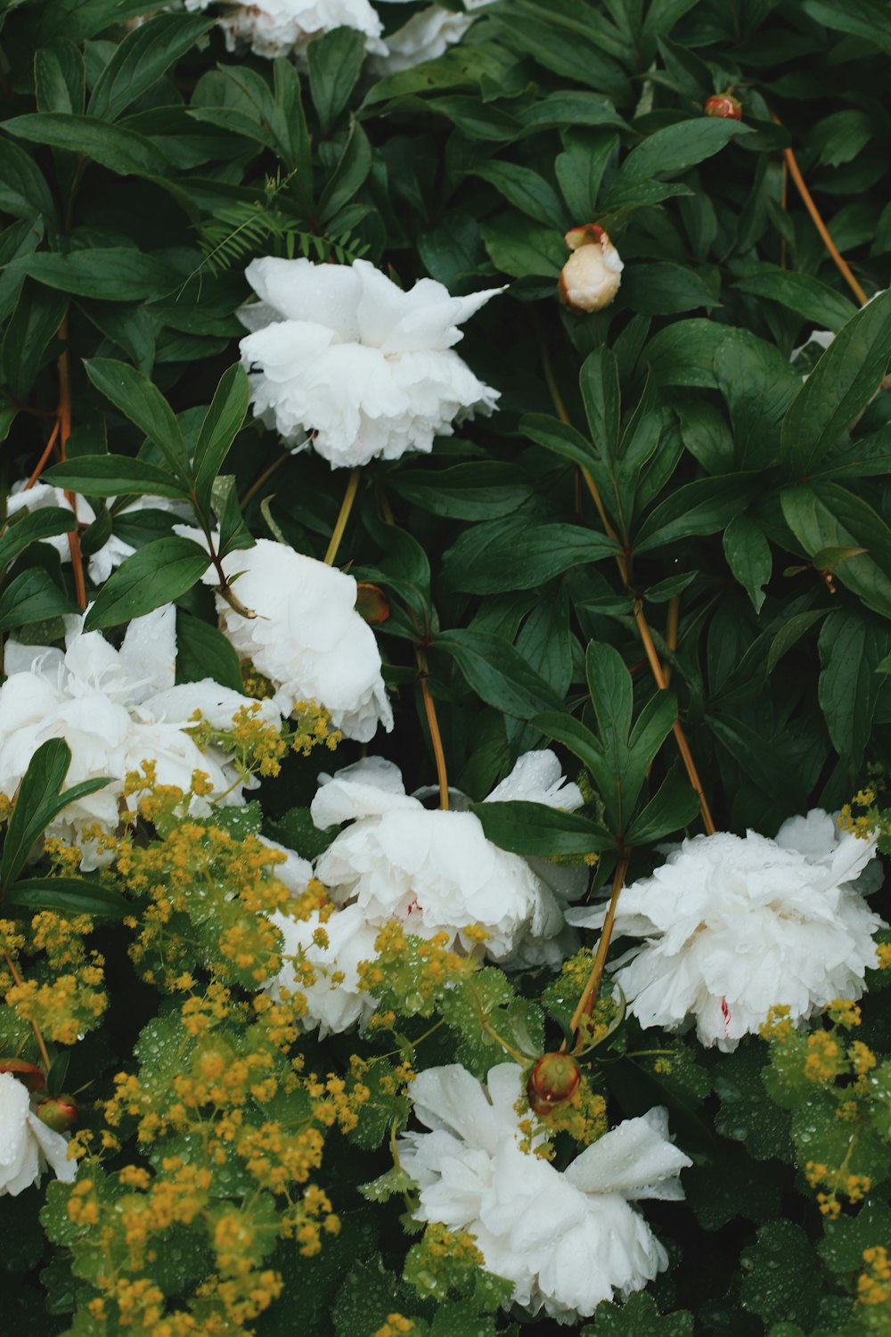 a bunch of flowers that are in the grass