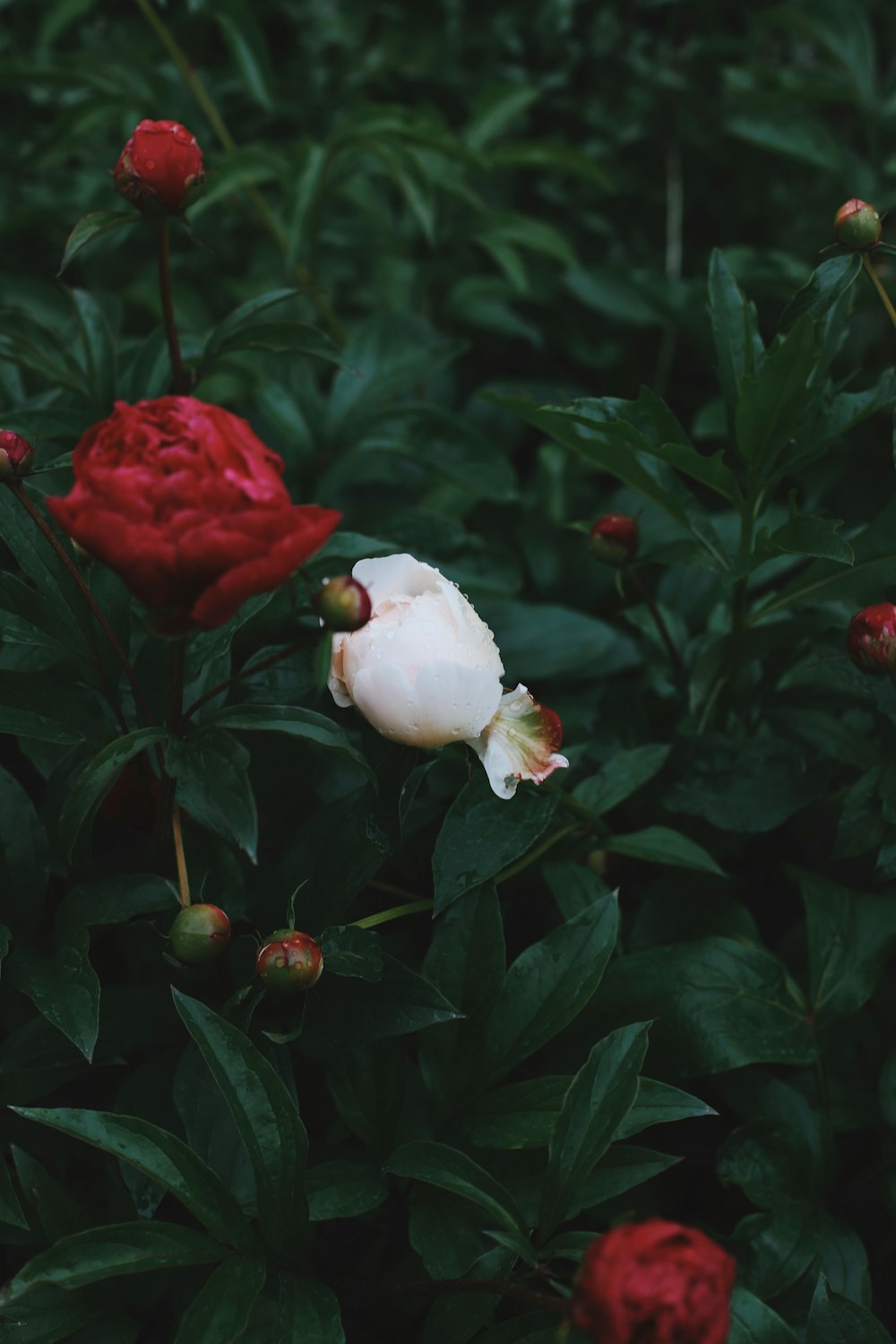 a white and red flower sitting on top of a lush green field