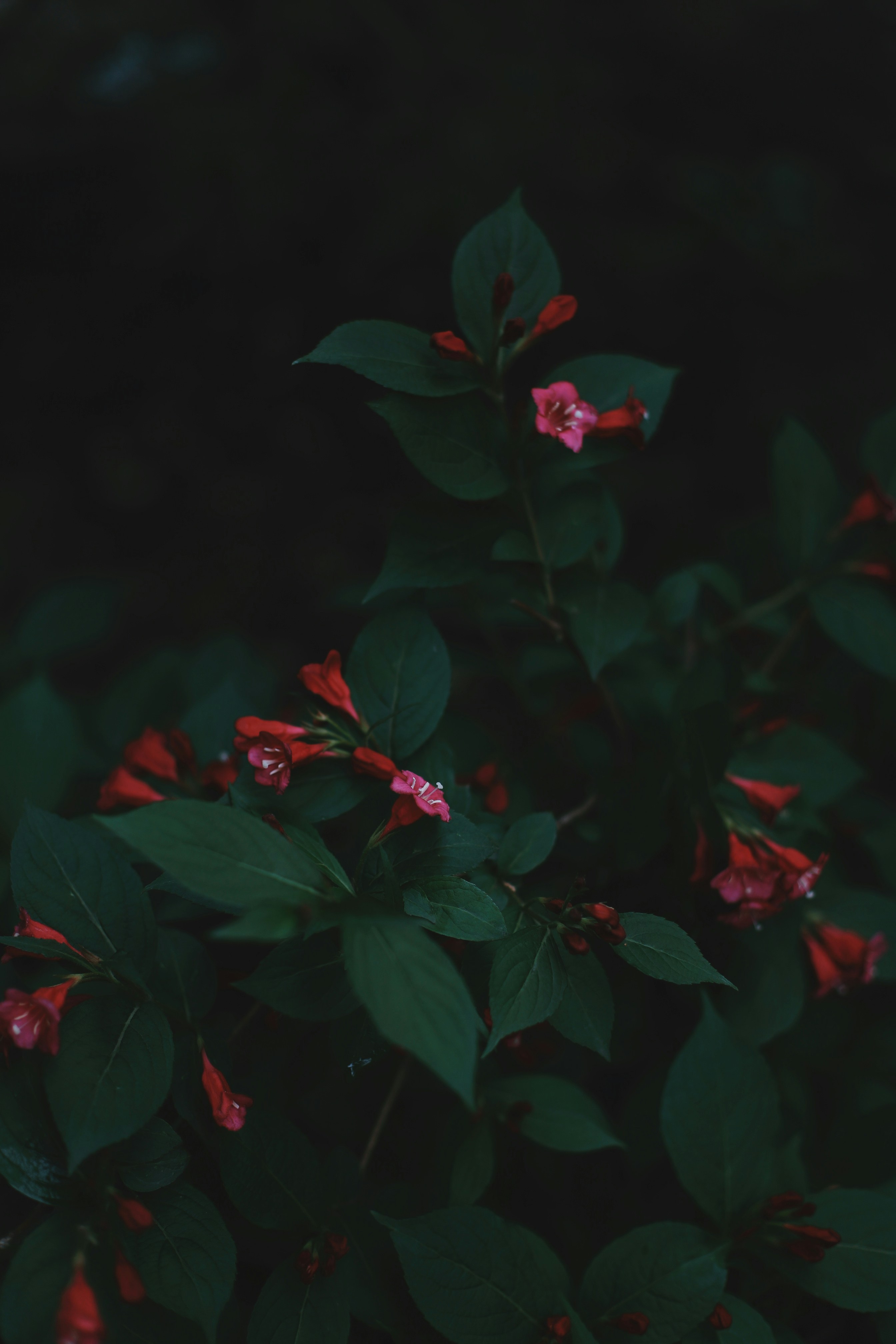 Photo by lapshinakseniia