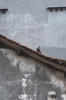 A pigeon is perched on a sloped, rustic roof made of reddish-brown tiles. The wall in the background has a cracked, weathered surface with a mix of gray and white textures. There are small vents near the top of the image, and the overall atmosphere suggests age and wear.