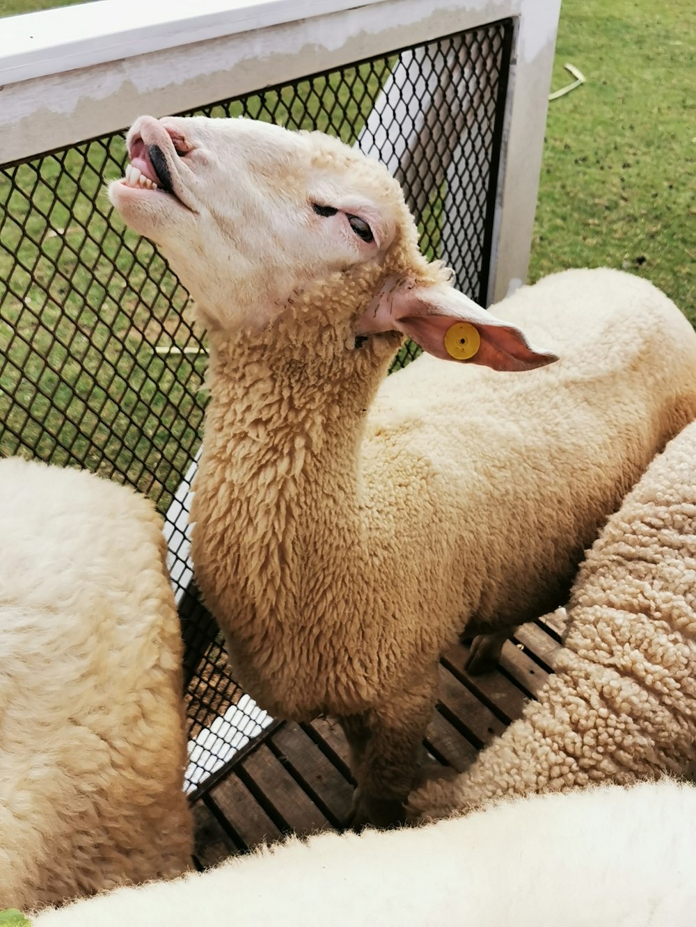 a group of sheep standing next to each other