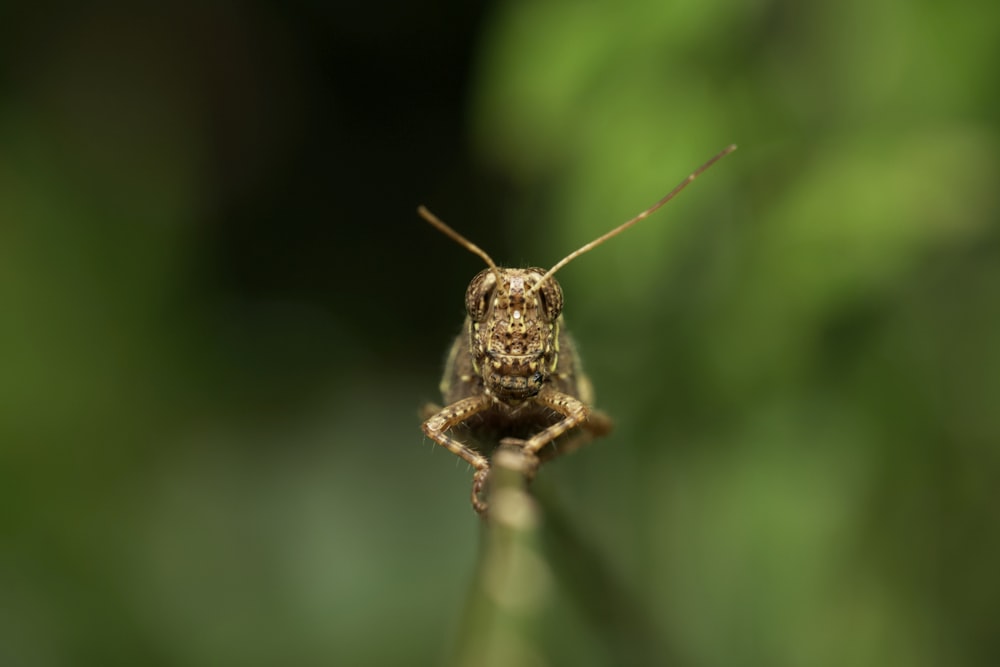 a close up of a bug on a plant