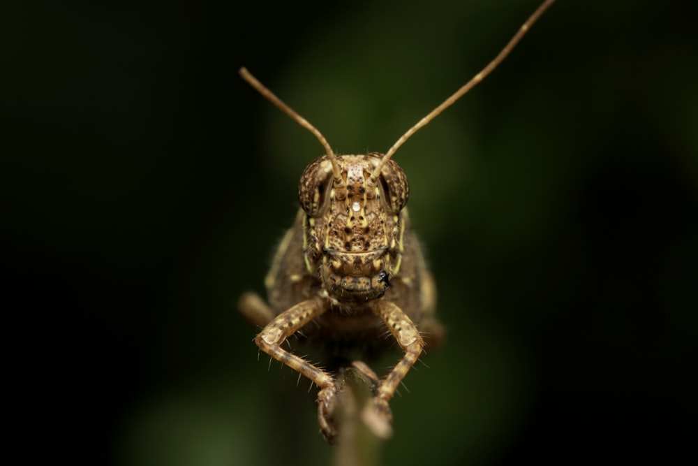 a close up of a grasshopper on a plant