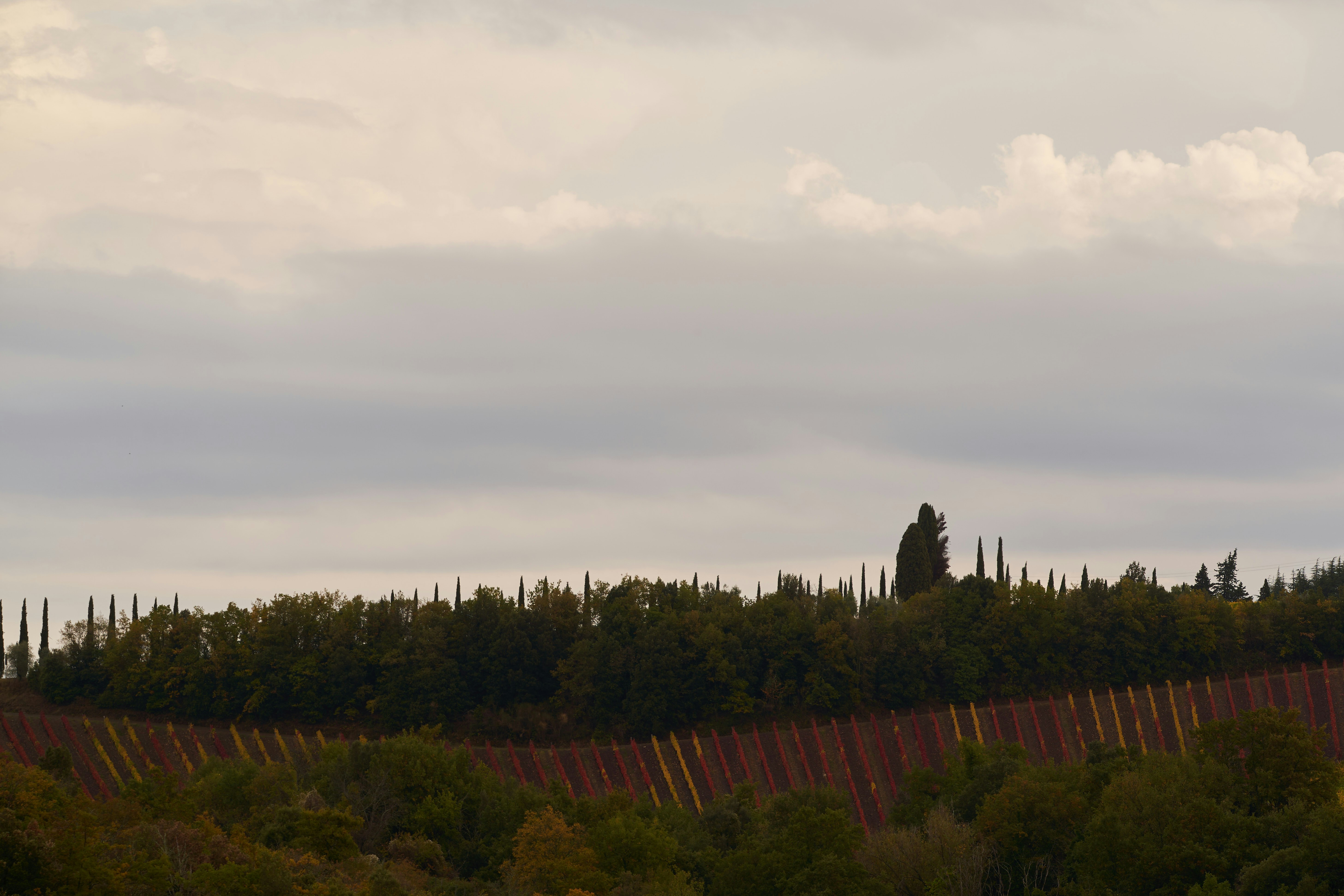 Photo by wolfgang_hasselmann