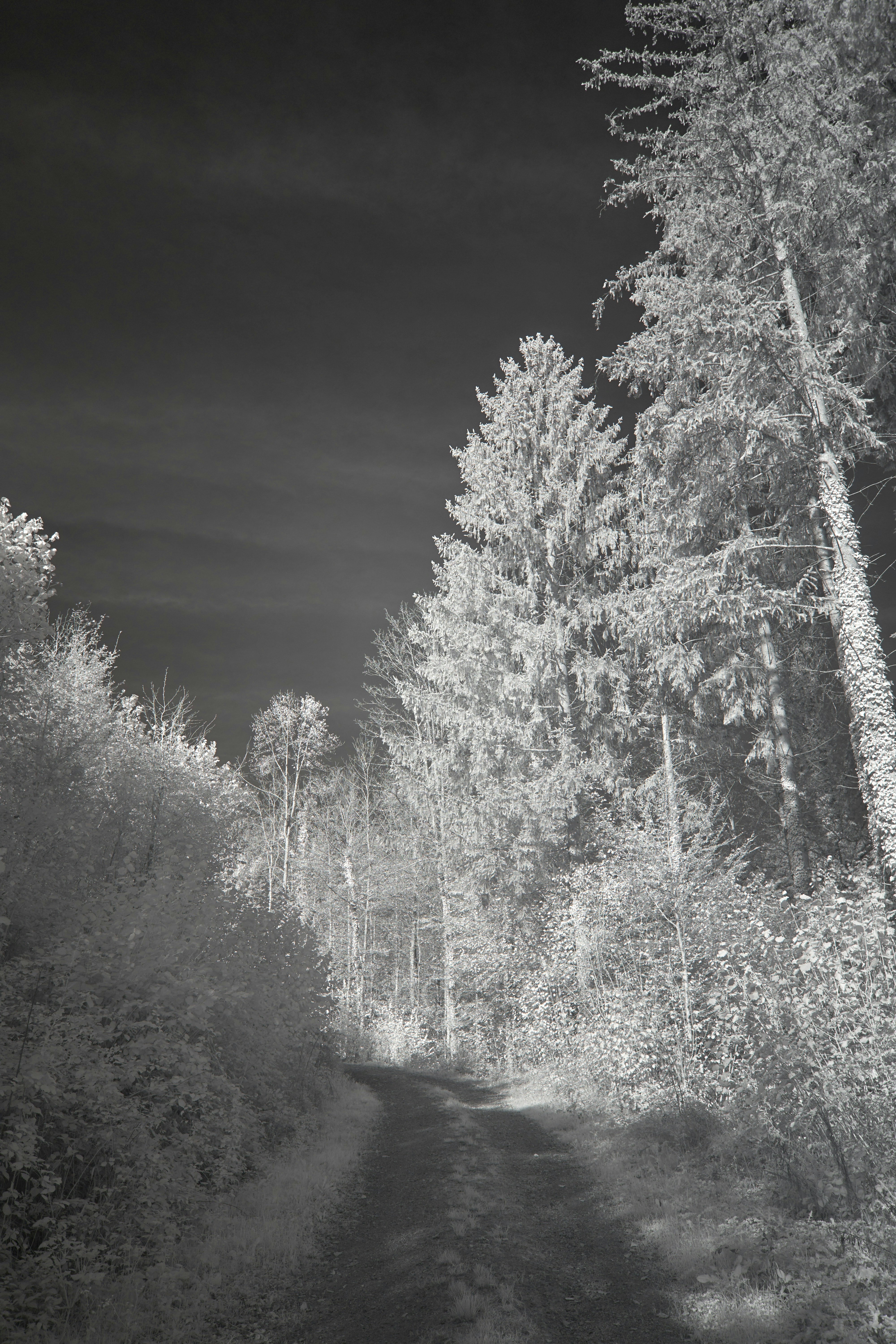 Photo by wolfgang_hasselmann