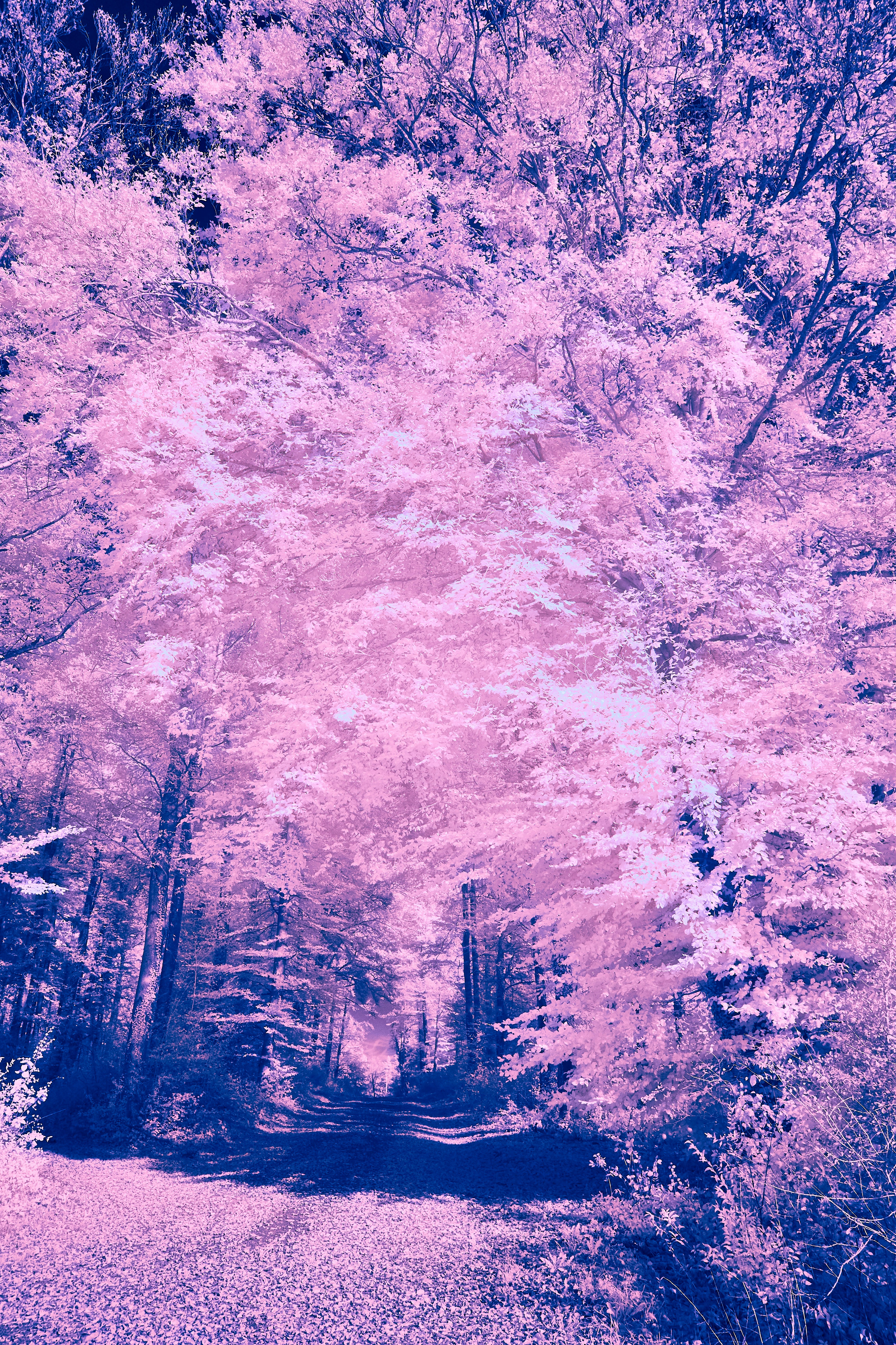 Photo by wolfgang_hasselmann