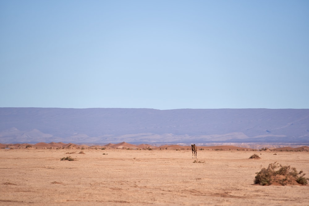 a lone giraffe standing in the middle of a desert