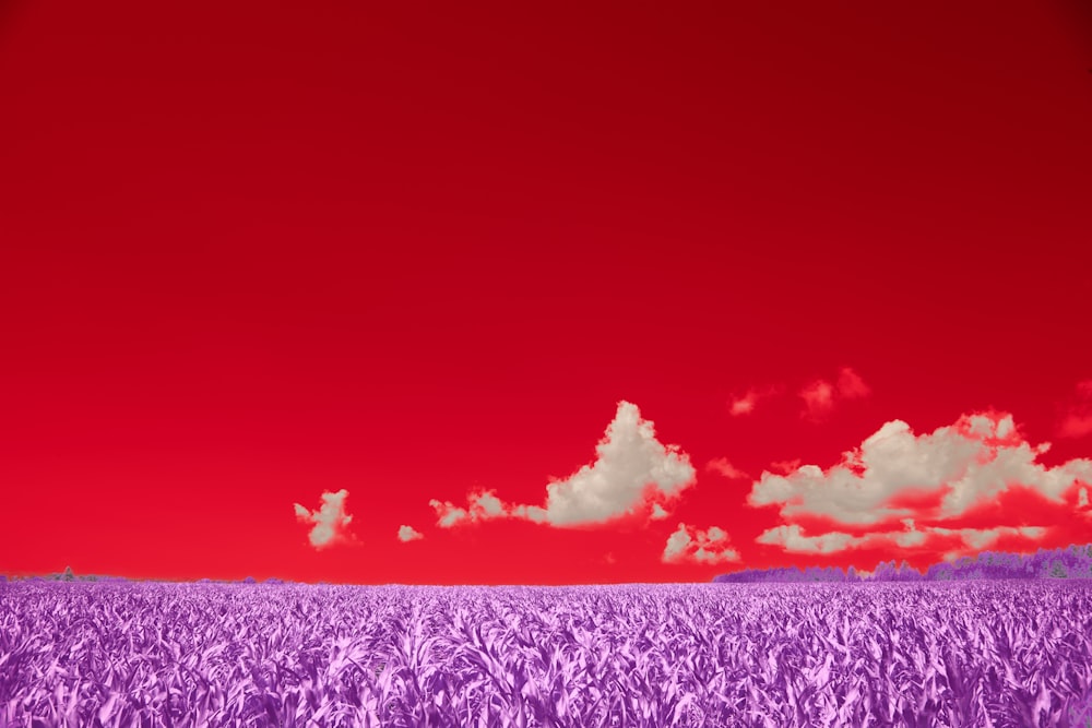 Un gran campo de flores púrpuras bajo un cielo rojo