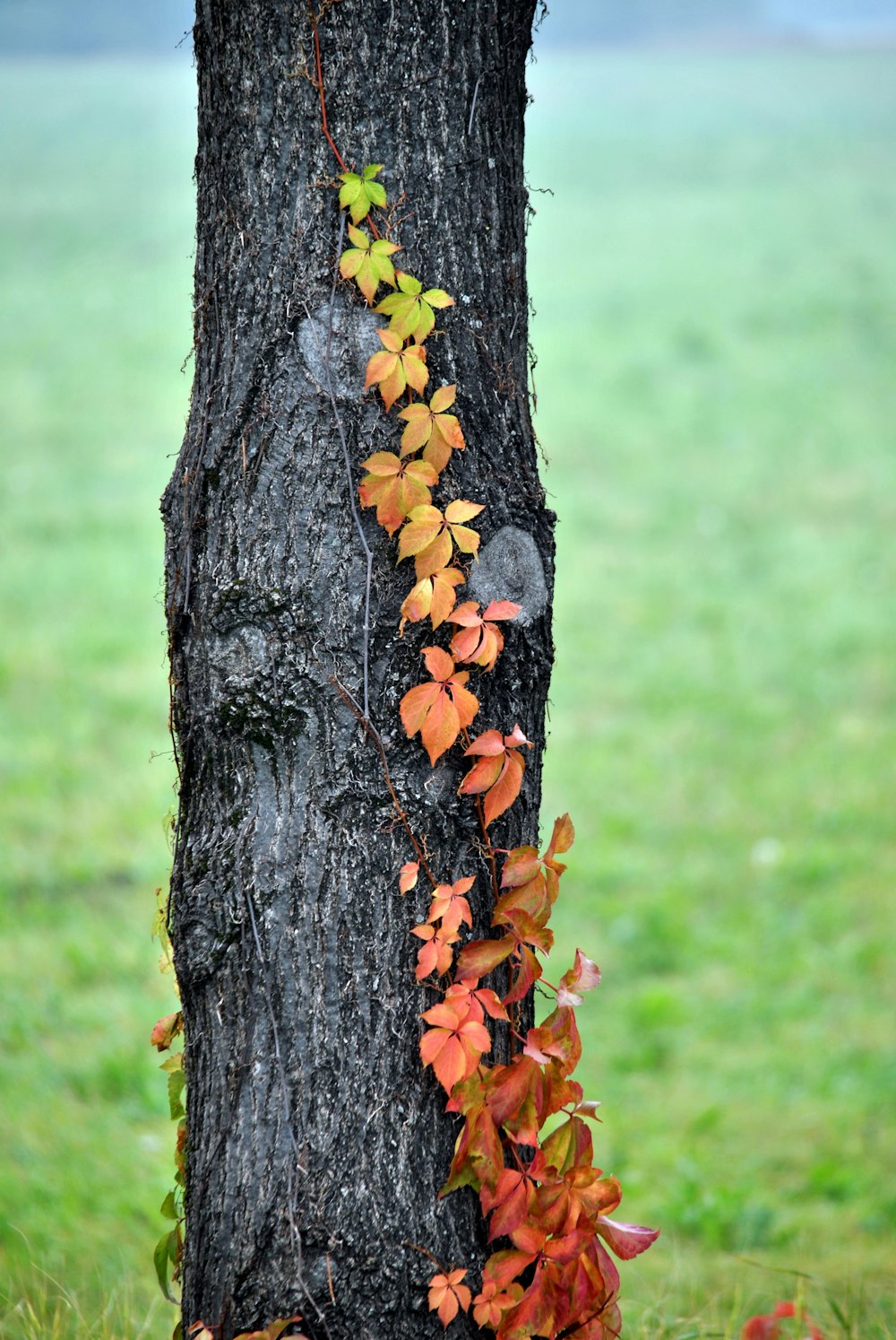 a tree trunk with a vine growing on it