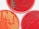 Three petri dishes filled with red agar medium, showing bacterial colonies of varying sizes and densities. The colonies appear as small, round dots or clusters on the surface of the agar.