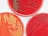 Three petri dishes filled with red agar medium, showing bacterial colonies of varying sizes and densities. The colonies appear as small, round dots or clusters on the surface of the agar.