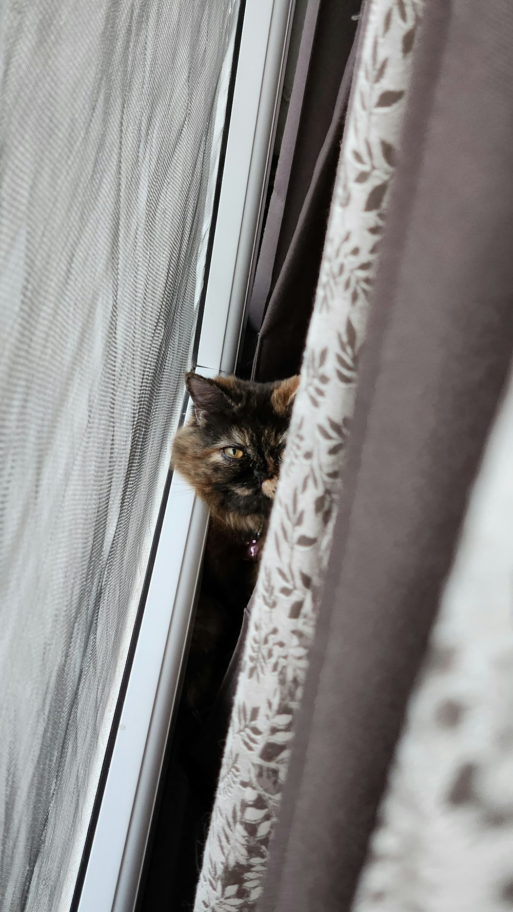 a cat is peeking out of a window
