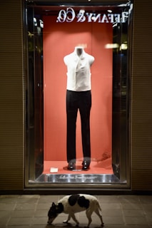 A storefront display features a mannequin wearing a formal outfit with a white vest and black pants against a red backdrop. The store name is visible in reverse at the top. On the sidewalk below, a dog with a black and white coat walks by.