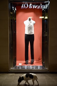 A storefront display features a mannequin wearing a formal outfit with a white vest and black pants against a red backdrop. The store name is visible in reverse at the top. On the sidewalk below, a dog with a black and white coat walks by.
