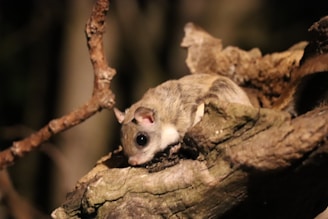 Technician in uniform carefully inspecting a residential area for rodent activity during nighttime.