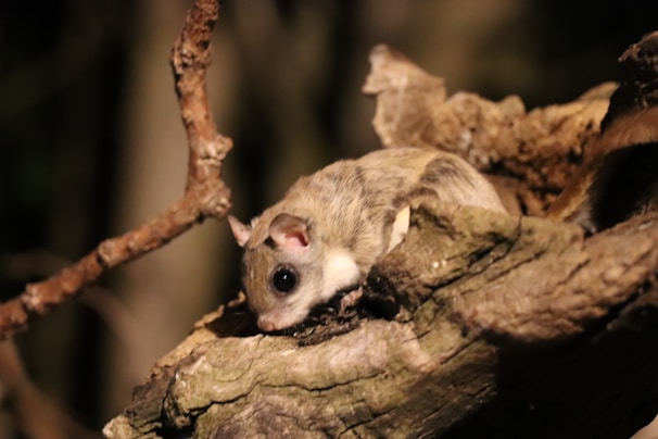 Technician carefully inspecting a home for rodents at night with specialized equipment.