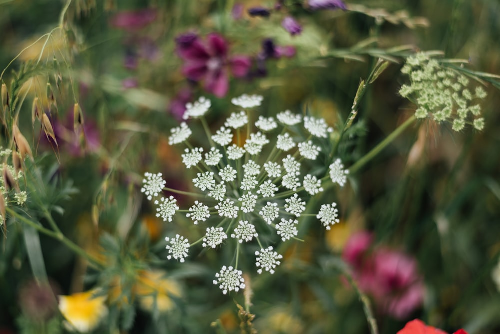 a bunch of flowers that are in the grass