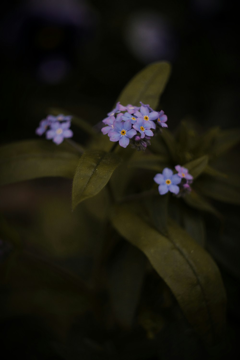 small purple flowers with green leaves on a dark background