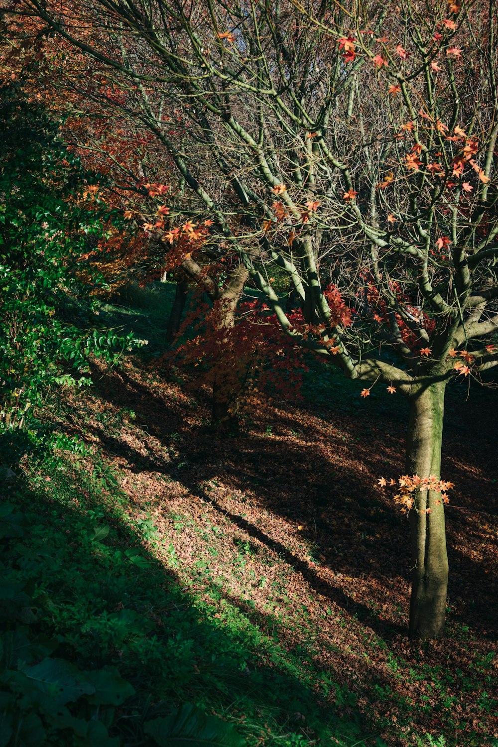 a leaf covered tree in the middle of a forest