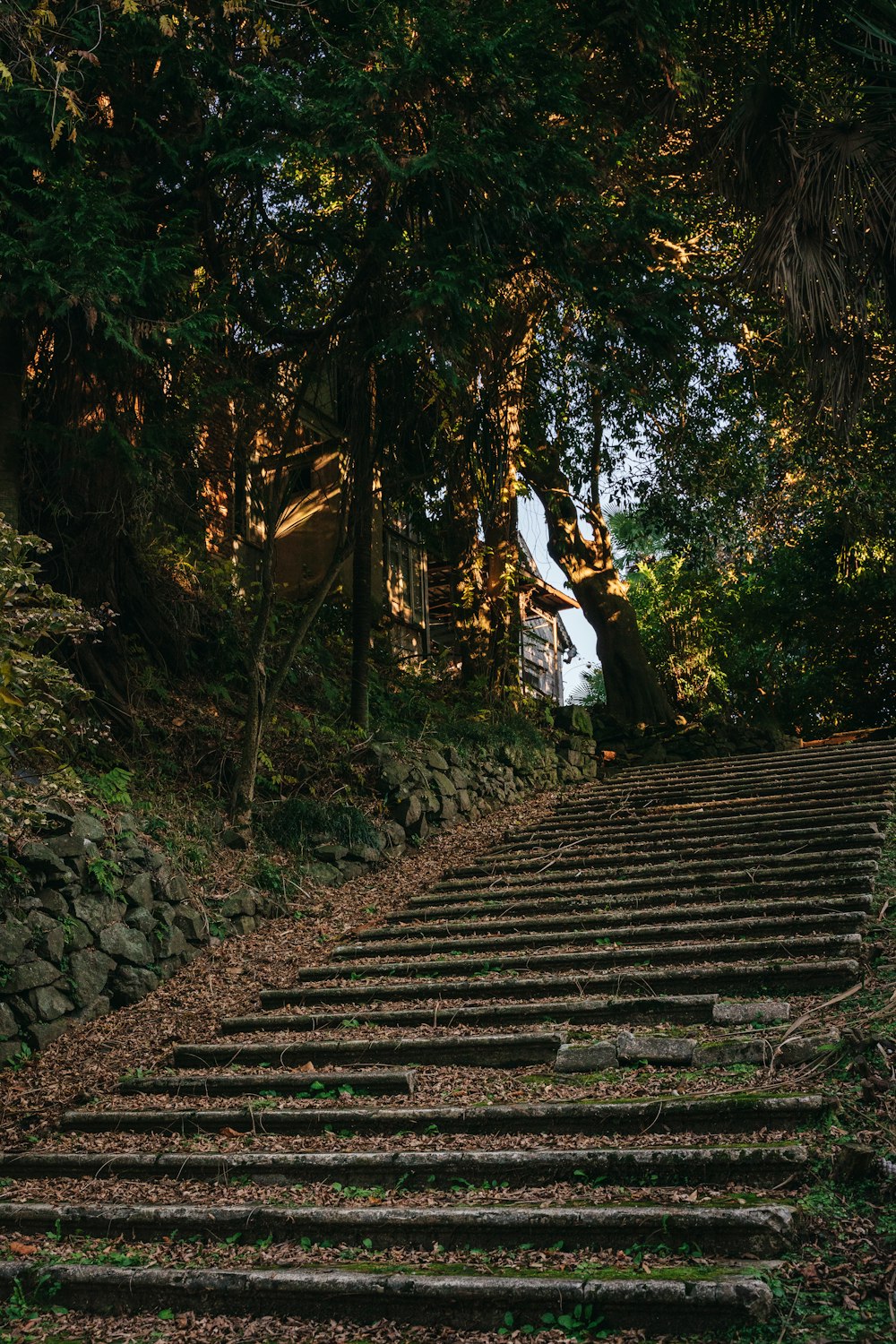 a set of steps leading up to a forest