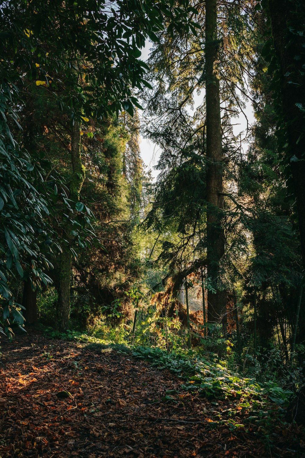 a dirt road in the middle of a forest