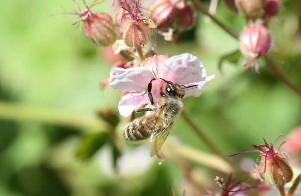 a close up of a bee on a flower