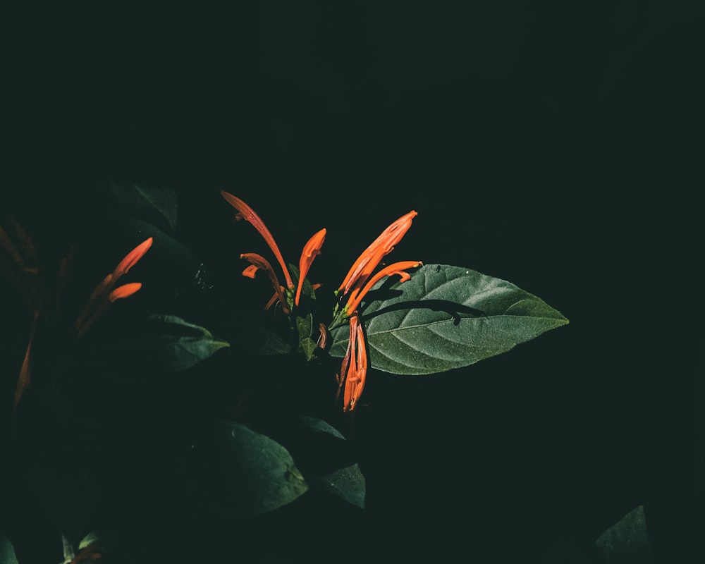 a close up of a plant with a dark background