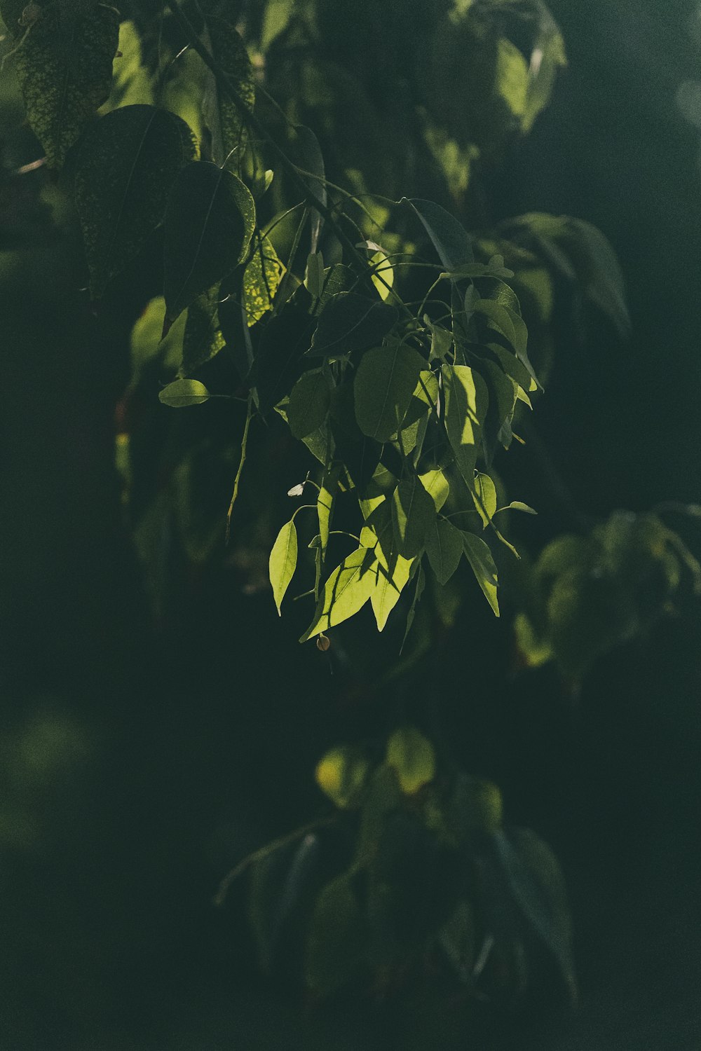 a close up of a tree with leaves