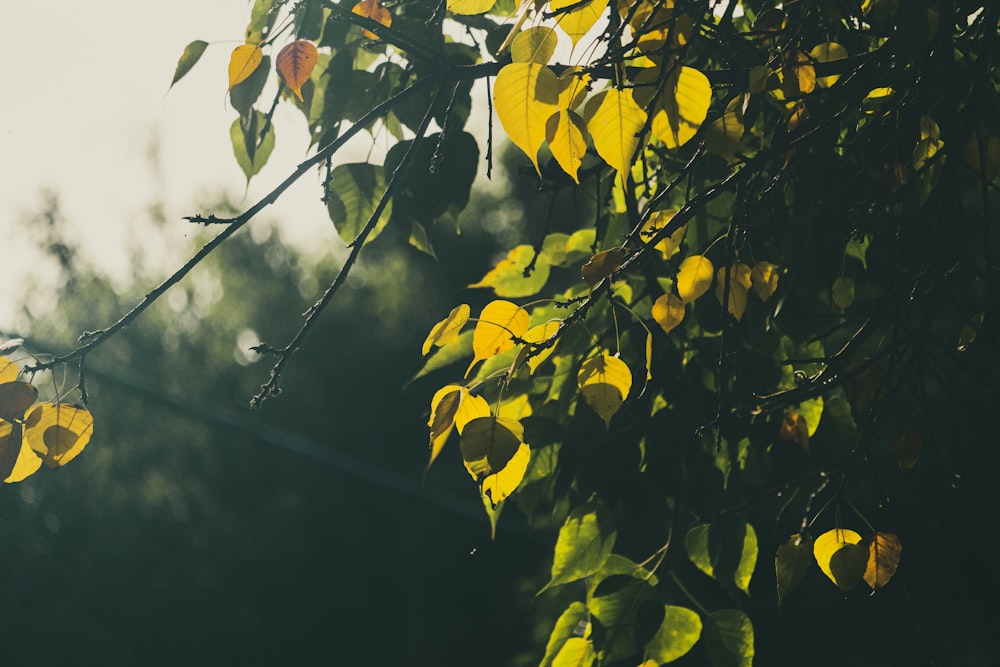 a tree with yellow leaves in the sunlight