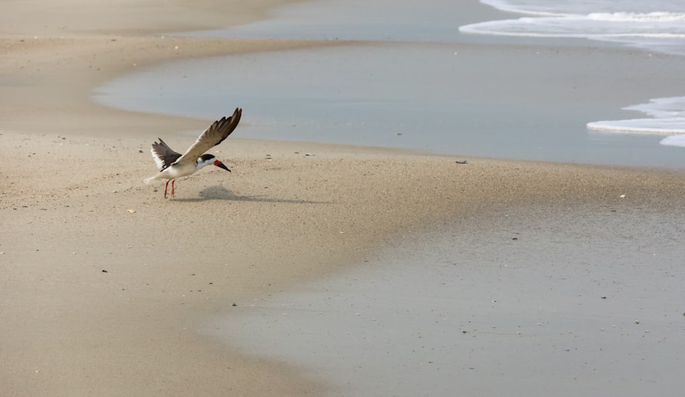 a seagull landing on a sandy beach next to the ocean