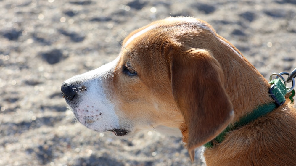 a close up of a dog on a leash