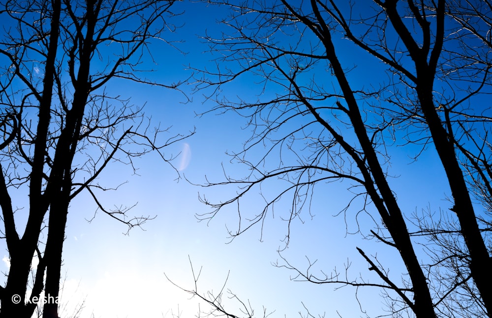 Il sole splende tra i rami degli alberi