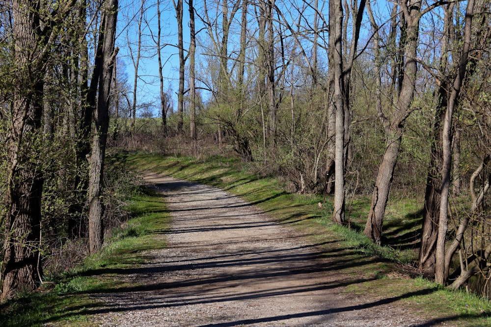 a dirt road surrounded by trees and grass