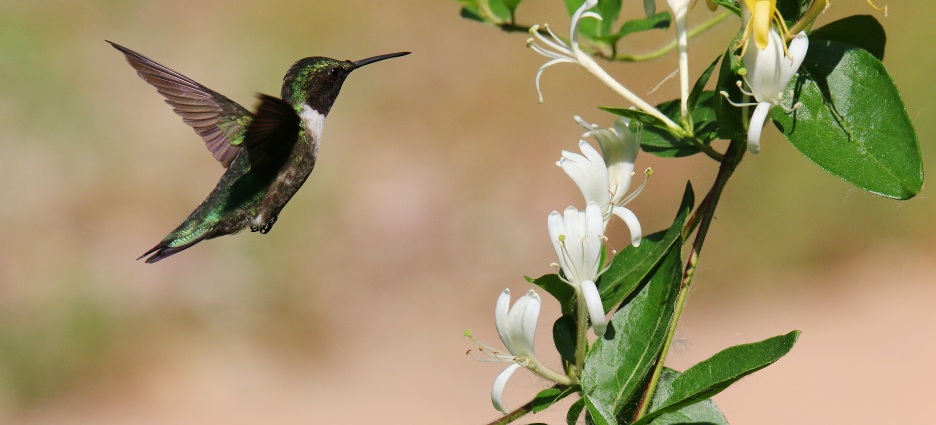 a hummingbird is flying near a flower
