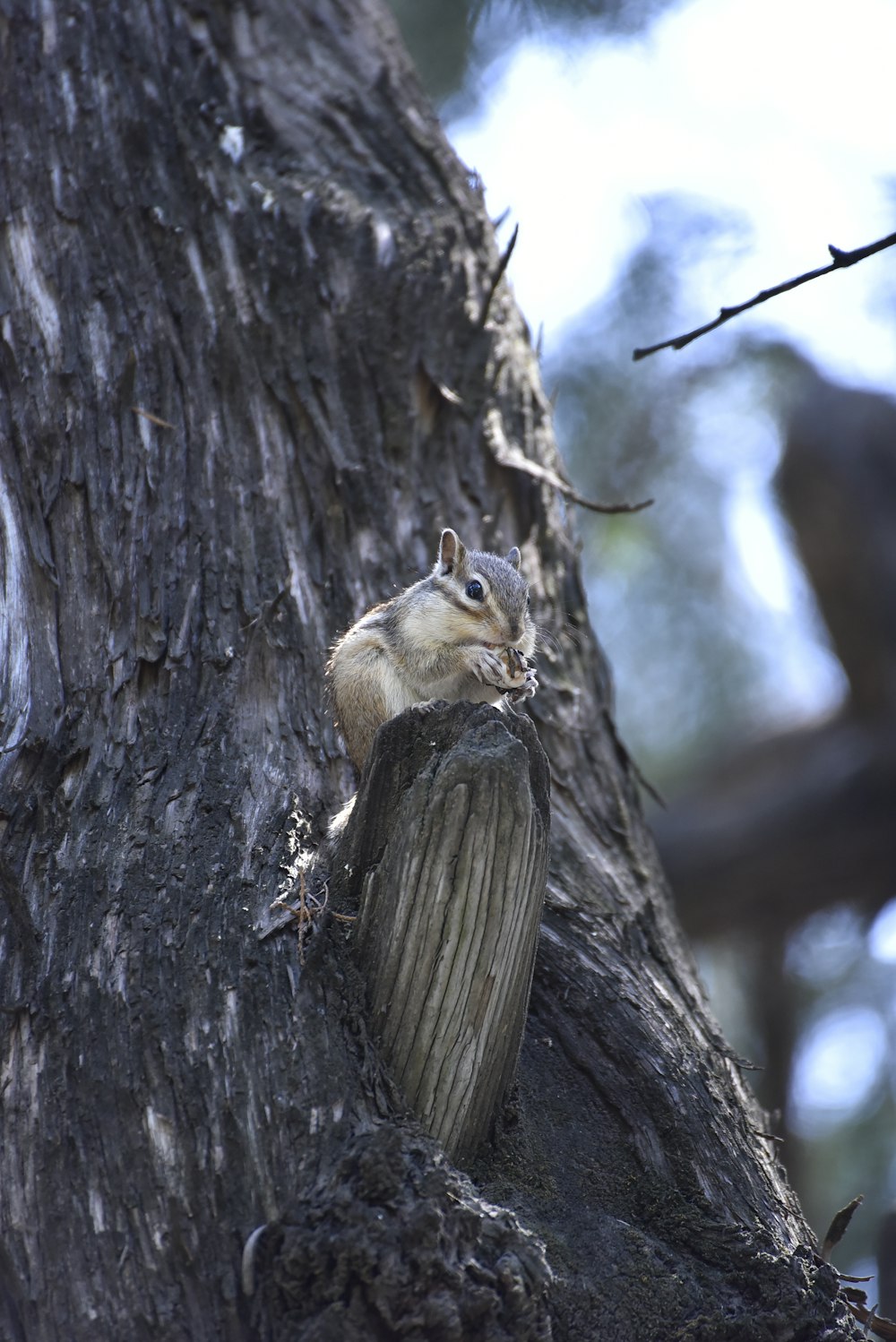 a squirrel sitting on top of a tree trunk