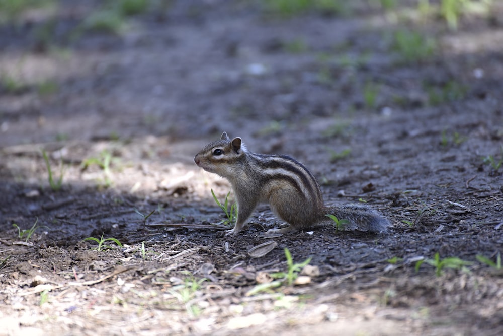 a small chipper sitting on top of a dirt field