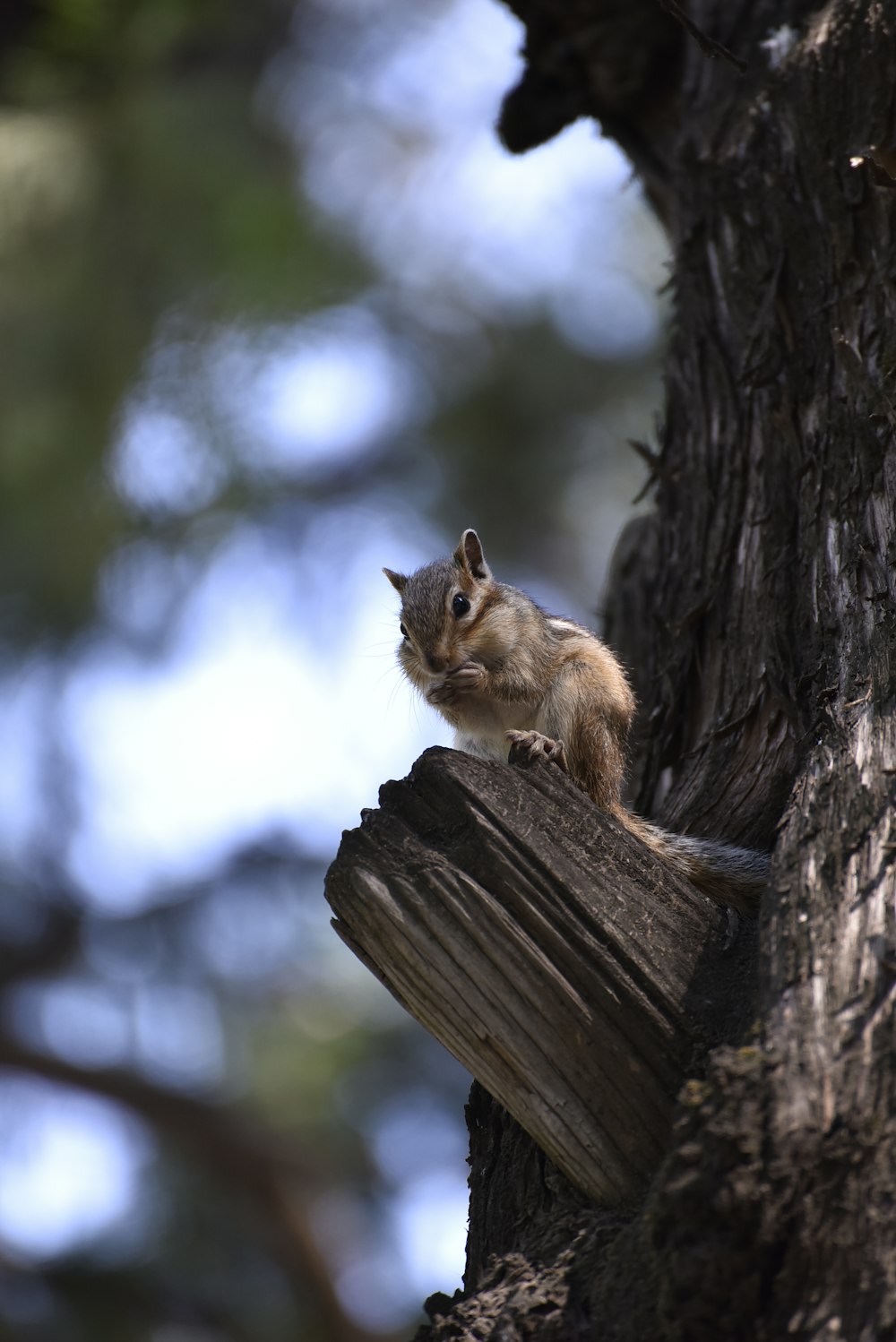 a squirrel is sitting on a tree trunk