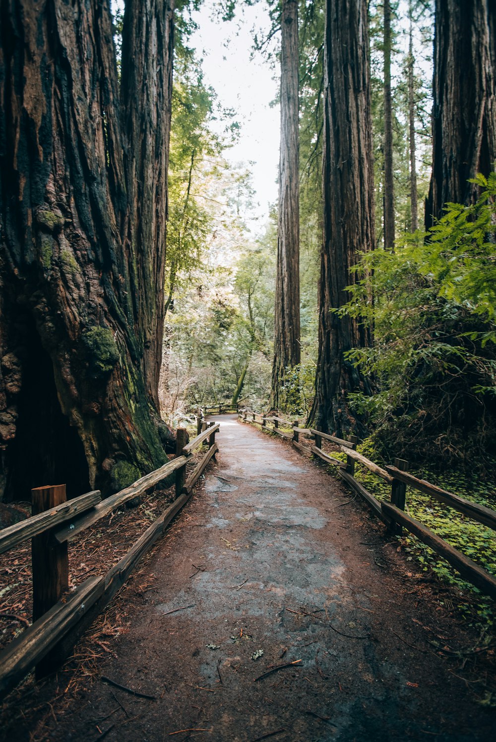 a path in the middle of a forest surrounded by tall trees