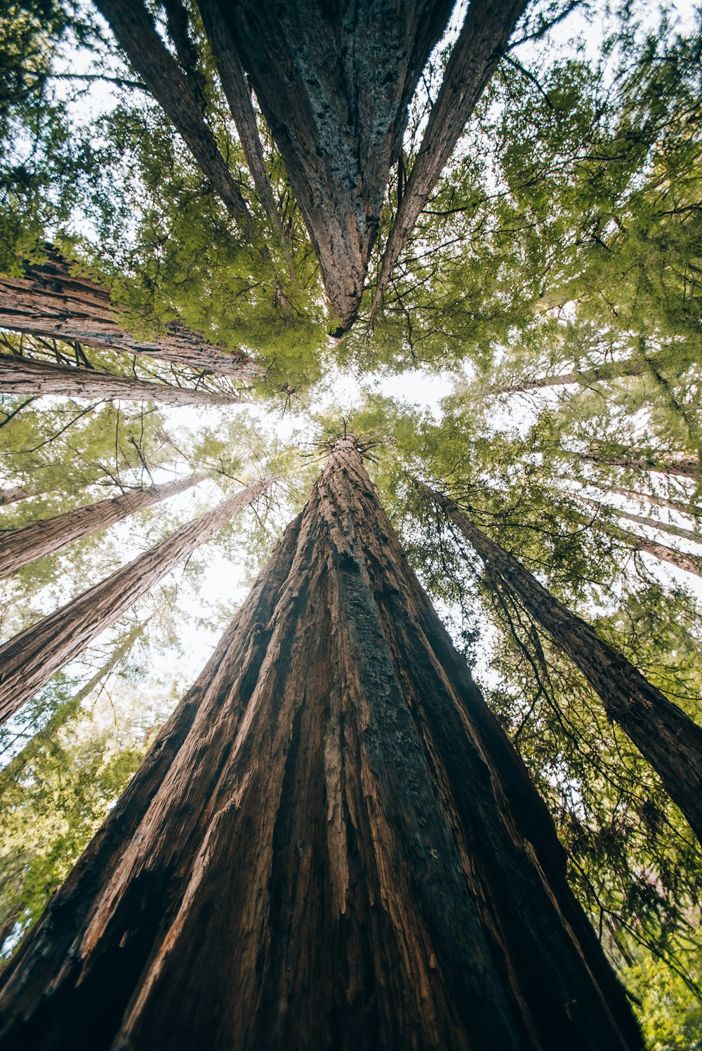 looking up at the tops of tall trees in a forest