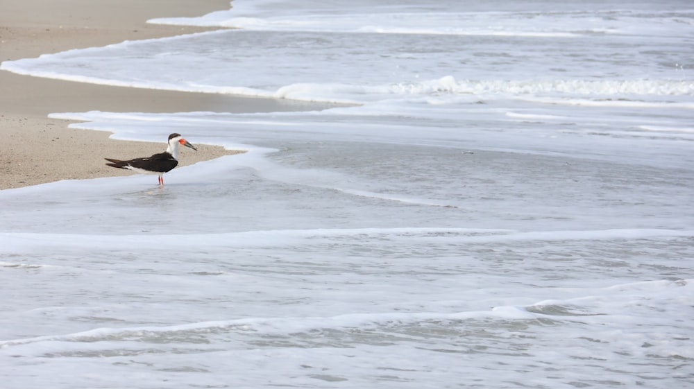 海の隣の浜辺に立つカモメ