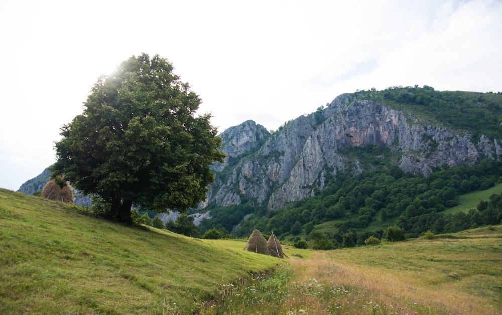 a grassy field with a tree and mountains in the background