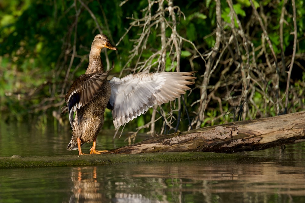 a duck flaps its wings while standing on a log in the water
