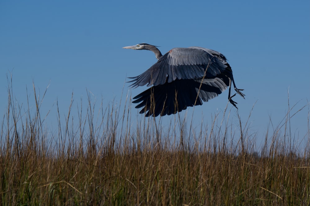 a large bird flying over a field of tall grass